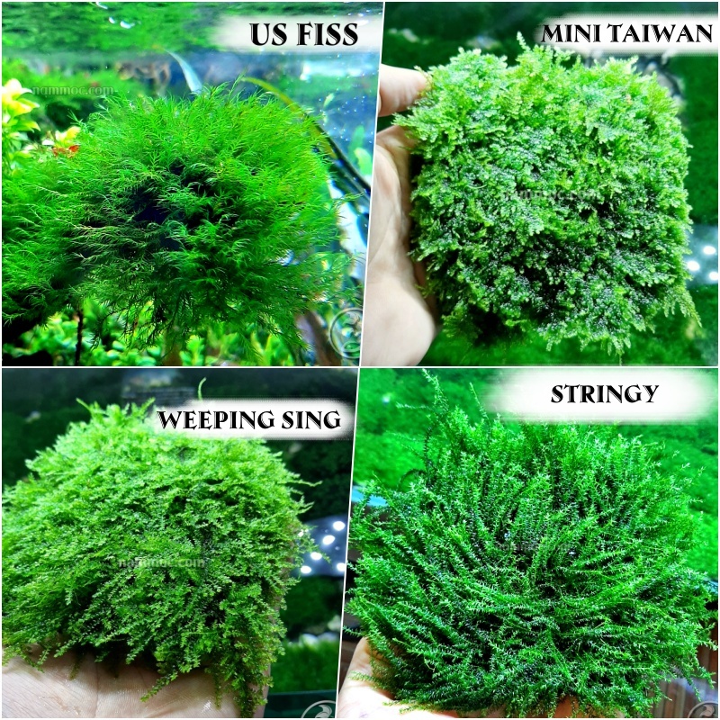 Các Loài Rêu Thuỷ Sinh Đẹp - Độc - Dễ Chăm Sóc || Mini Taiwan | Weeping Sing | Stringy | US Fiss | Rose Moss | Flame Moss | Mini Spinky
