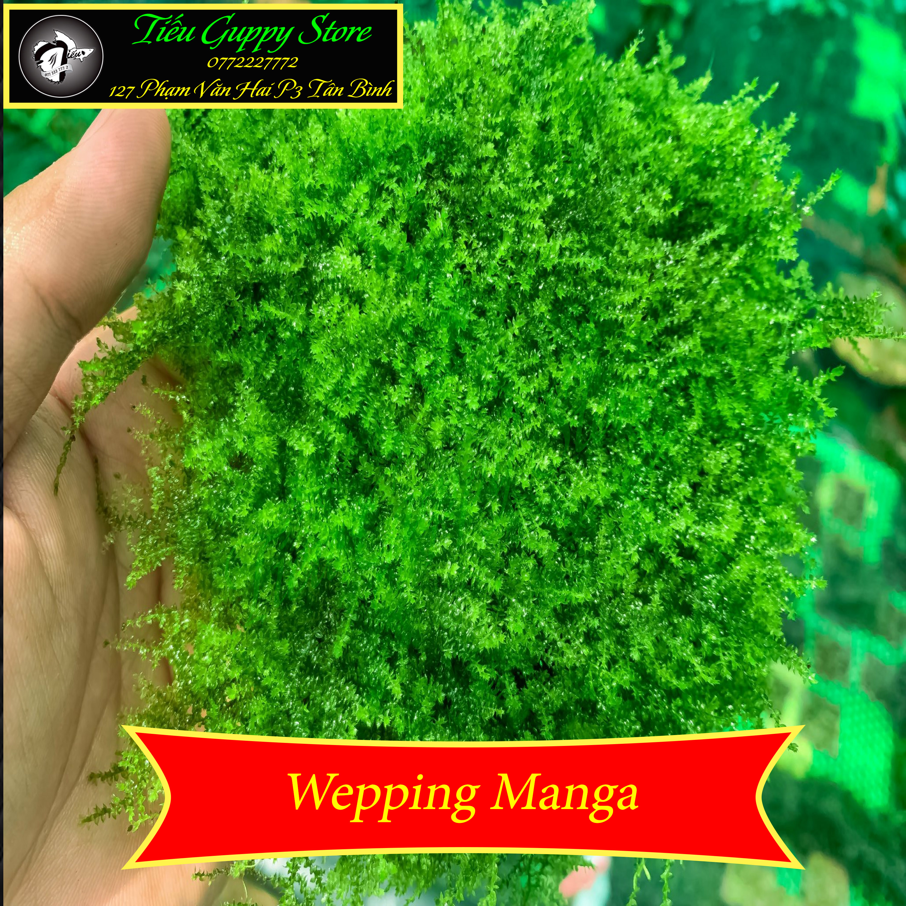 Rêu Thủy Sinh Gắn Lũa Đá | MINI TAIWAN - US FISS - WEPPING - FLAME - SPINKY - ROSE MOSS