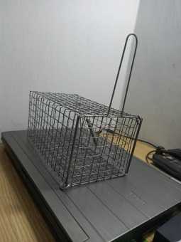 lồng bẫy sốc, chuột