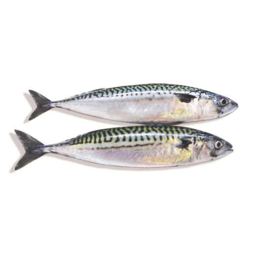 Cá nục Nhật / cá saba Nhật - Đóng hút chân không (1kg ) Làm món cá kho cực bắt cơm