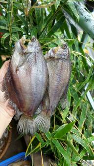 Khô Cá Sặc Rằn Vừa Ăn Loại 12 Con 1Kg Đặc Sản Cà Mau