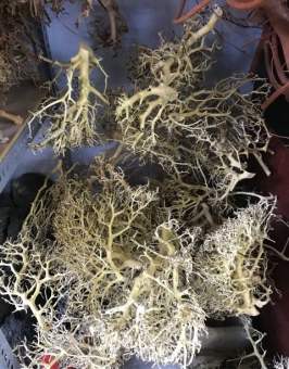 Lũa xương chùm / Lũa tán quýt (100g) 🔥 Chuyên ghép tán bonsai thuỷ sinh