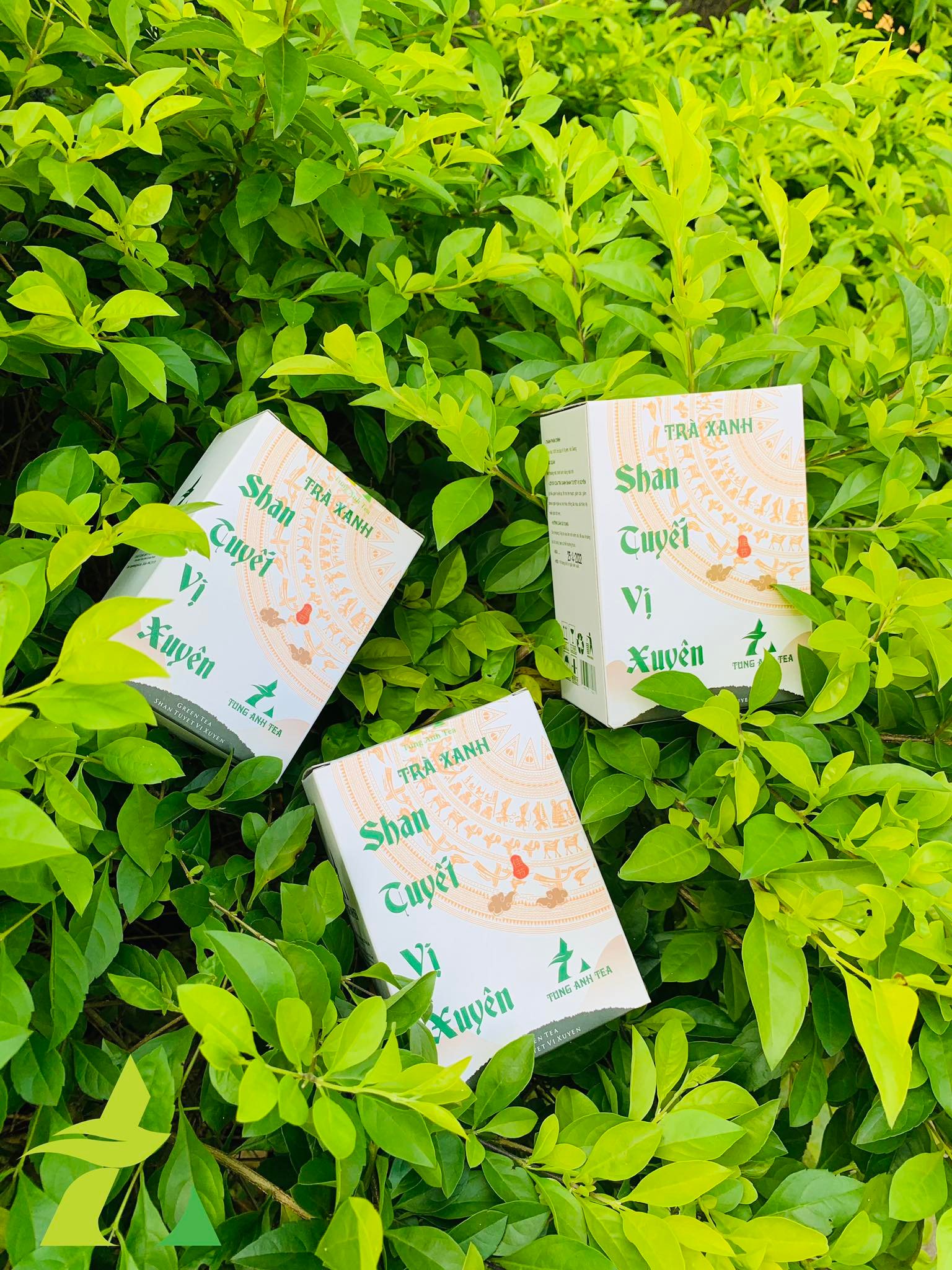 Trà shan tuyết xanh hộp 100 gram