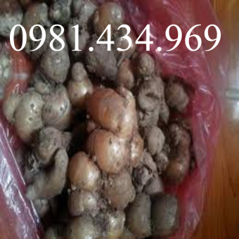 Củ Địa Liền (Xá Kén) Tươi 500G lz3