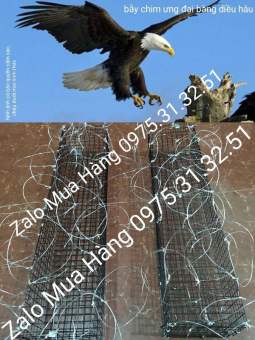 bẫy chim ưng đại bàng diều hâu