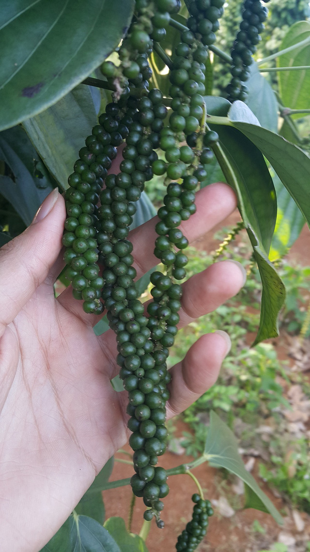 Dây tiêu xanh Giống Srilanka ,hồ tiêu