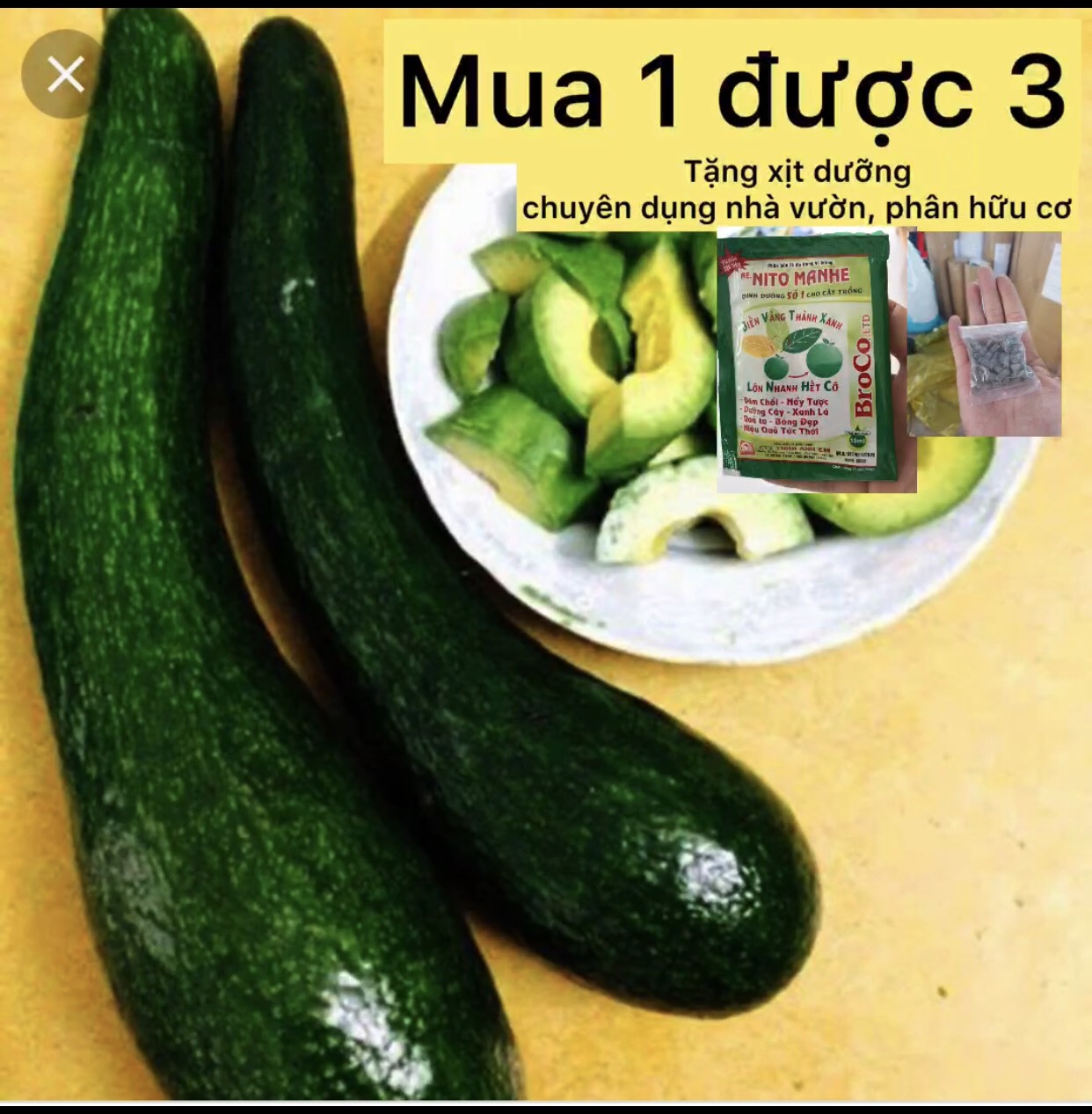 Cây bơ trái dài cây ăn quả caykiengsadec