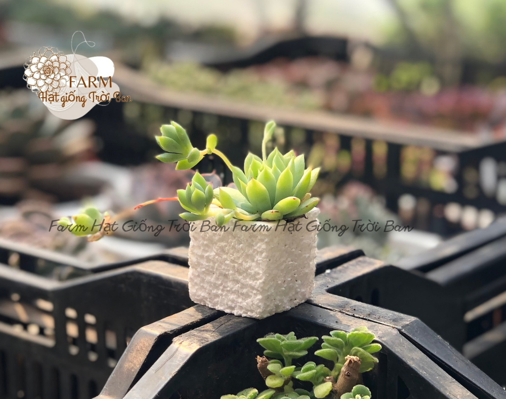 SEN ĐÁ MINI NGẪU NHIÊN 🌵 SIZE 3-5CM 🌵 ĐÃ THUẦN KHÍ HẬU🌵  XUẤT XỨ ĐÀ LẠT 🌵
