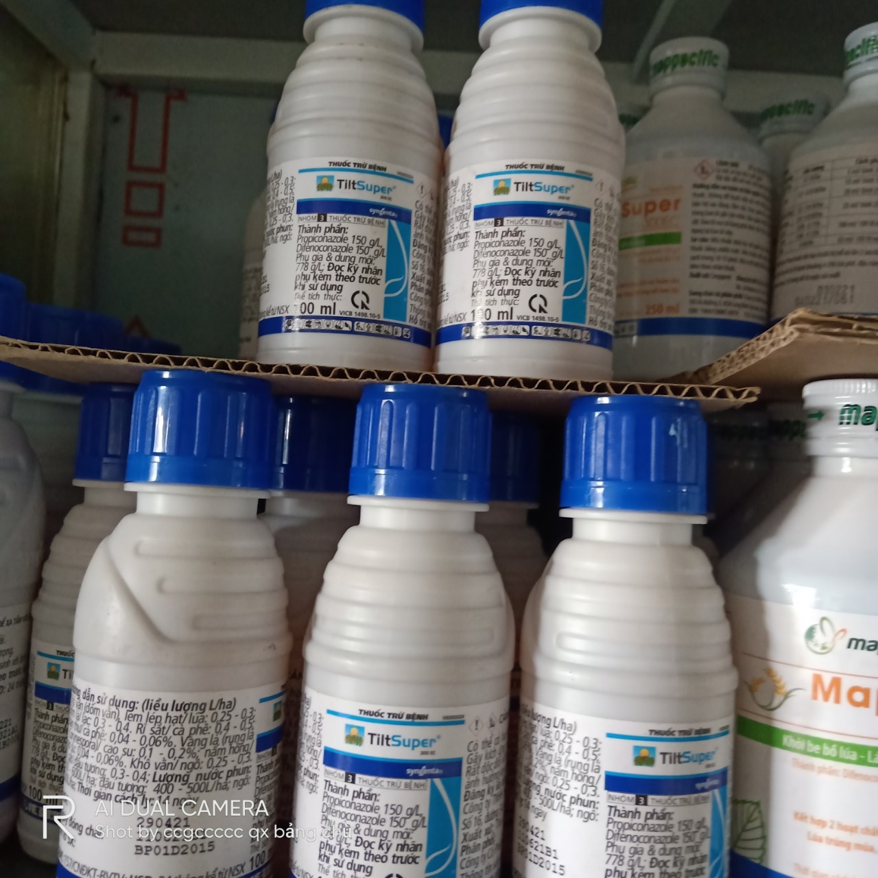 Thuốc trừ bệnh nấm hồng trên Mai, Đốm lá , rỉ sắt trên cây cảnh, hoa hồng Tilt super chai 100ml