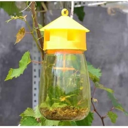 Đèn lồng bẫy ruồi vàng kèm thuố.c