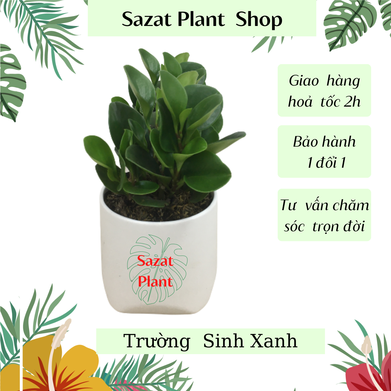 Cây Trường Sinh Xanh, Trường Sinh Cẩm Thạch cao 20-30cm, cây cảnh mini kiểng lá phong thủy để bàn trồng trong nhà văn phòng, cây xanh Nhà Phố, SaZat Plant
