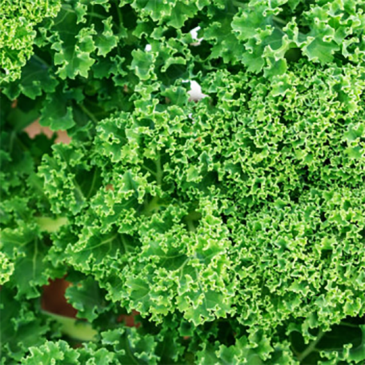 Cải Kale (Cải Xoăn) Đà Lạt - Túi 500g - Đặc Sản Ngon Lành