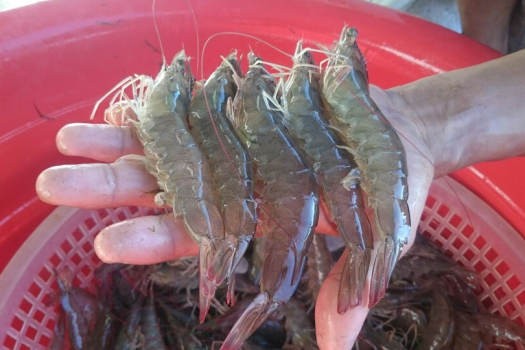 tôm thẻ tươi sống. Size 30-40 con/kg