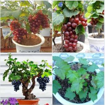 Hạt giống cây ăn trái nho lùn Pháp - 10 hạt/Tặng 1 gói kích thich hạt nảy mầm