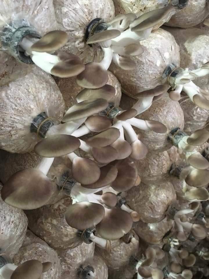Phôi nấm Bào ngư