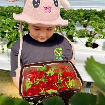 VG FARM Dâu Tây Nhật Sachi Đà Lạt Size 64 (200G/500G/1KG)