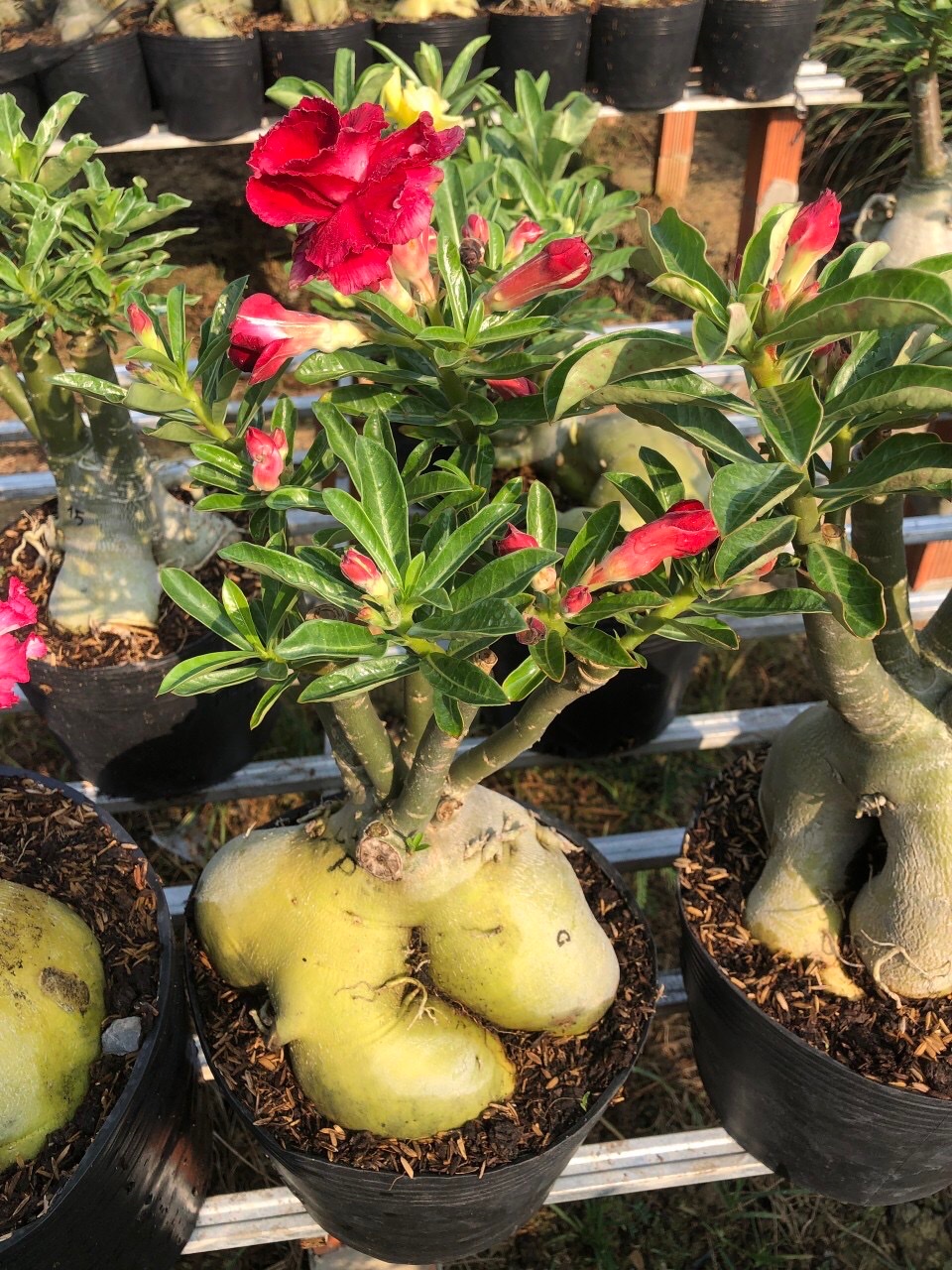 Cây hoa sứ thái hoa cánh kép loại cây to nhiều nhánh siêu bông