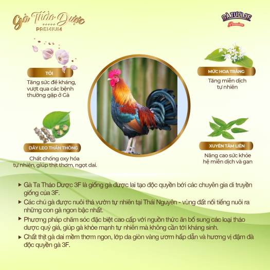 Gà 3F Herbal 1.2kg tươi mới mỗi ngày [HCM] - Gà thảo dược cao cấp không kháng sinh
