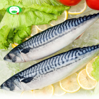 Cá Saba Na Uy Nguyên Con Size Lớn 400g - 600g