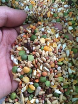 Ngũ cốc ko cám đạm dành cho gà đá 1kg.