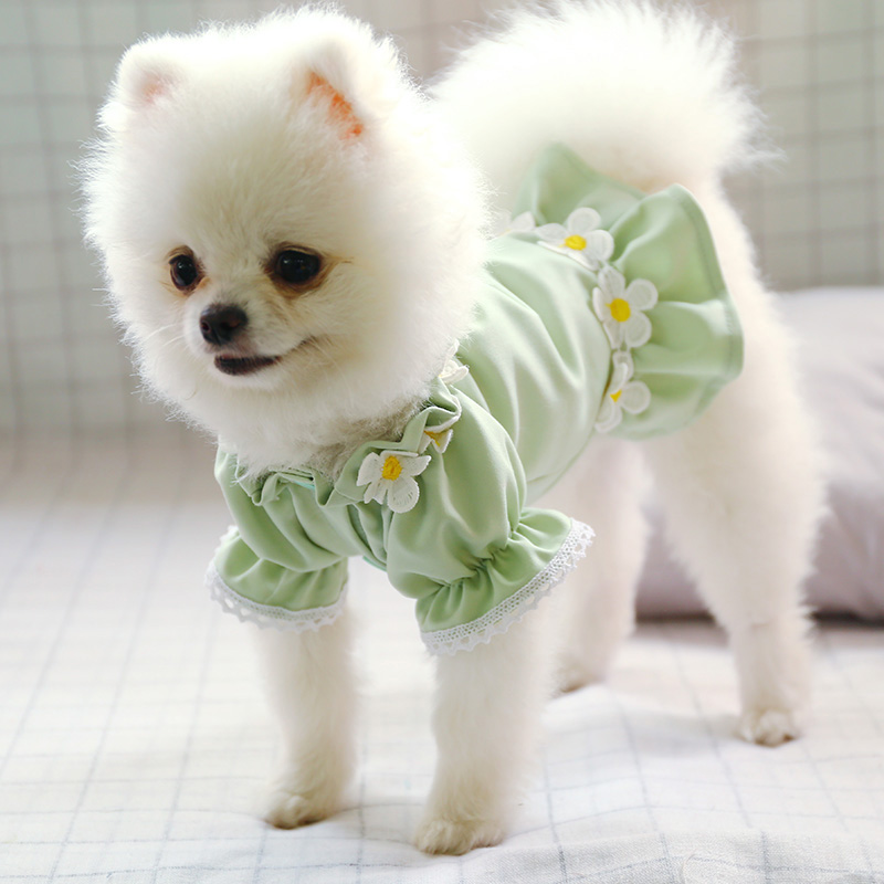 pomeranian clothes