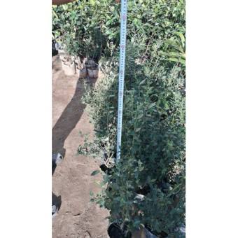 Cây việt quất + (500g) phân thỏ hữu cơ