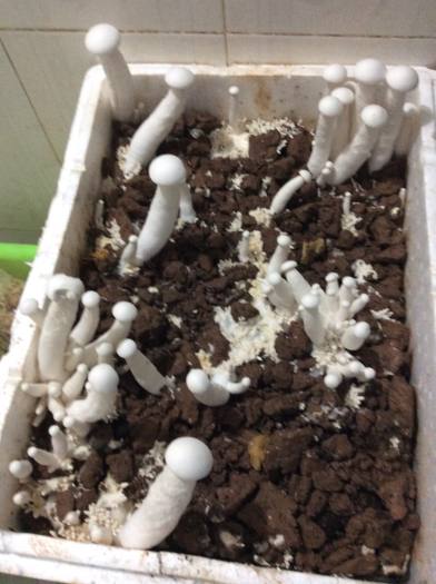 phôi nấm hoàng đế