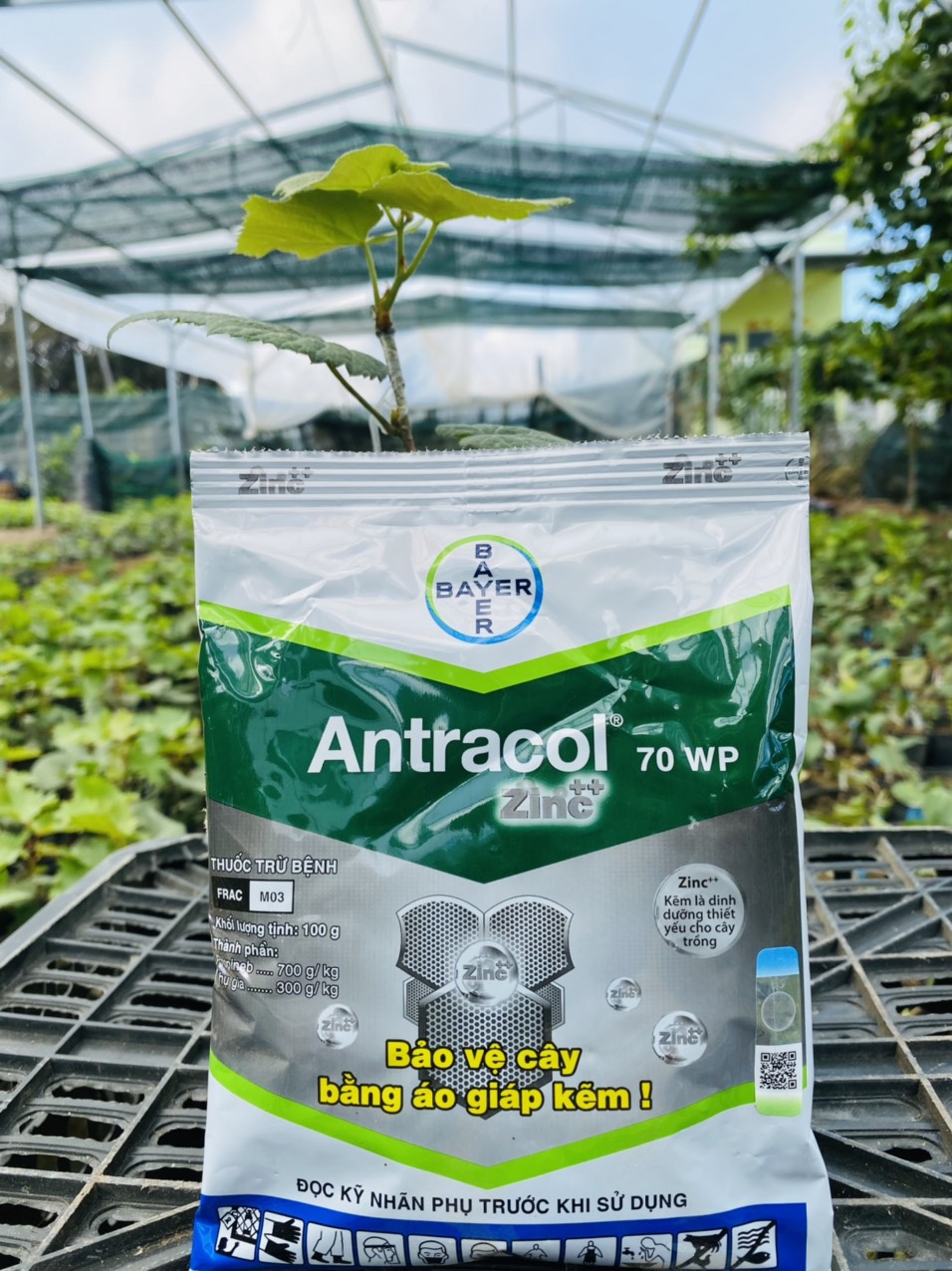 Thuốc Antracol 70WP trừ bệnh nấm cây trồng thán thư sương mai 100gram