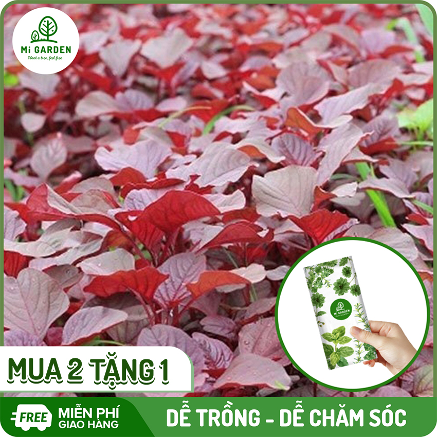 [MUA 2 TẶNG 1] Hạt giống rau Dền Lá Đỏ Mi Garden, hạt giống dễ trồng, 100% nảy mầm, thu hoạch sau 15 ngày, túi 15G/túi