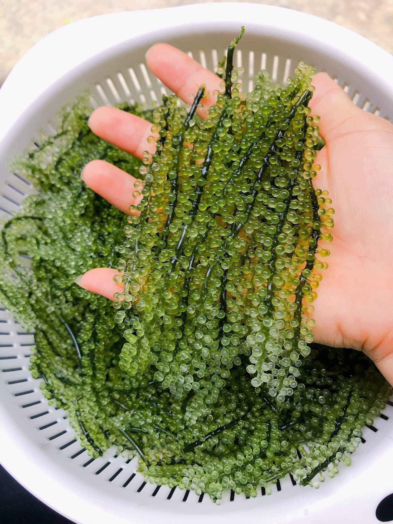 Rong nho tách nước Nha Trang hộp 200gr
