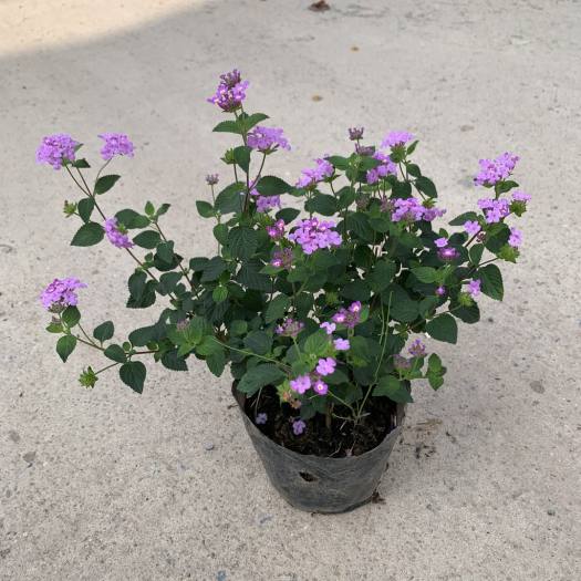 Hoa Trâm ổi tím, hoa cúc ngũ sắc tím rủ-cây giống