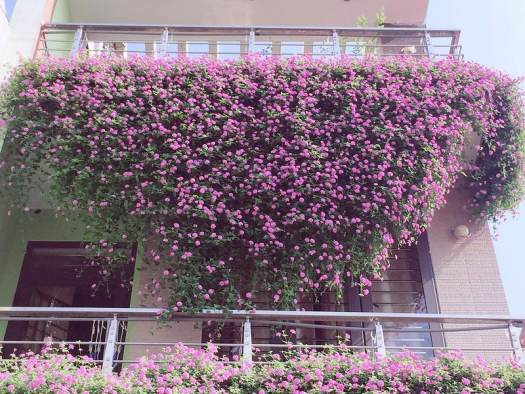 Hoa Trâm ổi tím, hoa cúc ngũ sắc tím rủ-cây giống