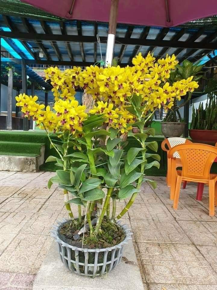 Denro nắng Thông chai Bangkok