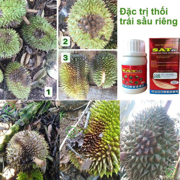 Đặc hiệu trừ bệnh thối trái sầu riêng; Trừ vi khuẩn gây thối trái trên sầu riêng; Vừa trừ bệnh vừa phòng bệnh Sat 4SL, chai 100ml