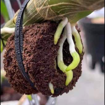 Mút ươm kie hữu cơ Hà Lan - 5 viên lớn