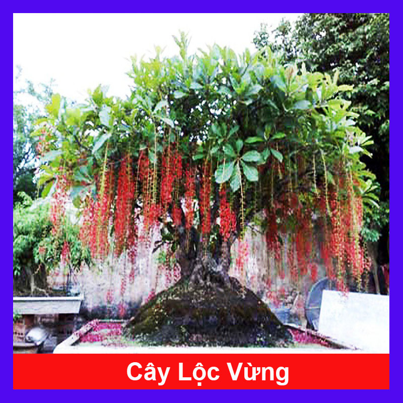Cây Lộc Vừng - cây cảnh trong nhà