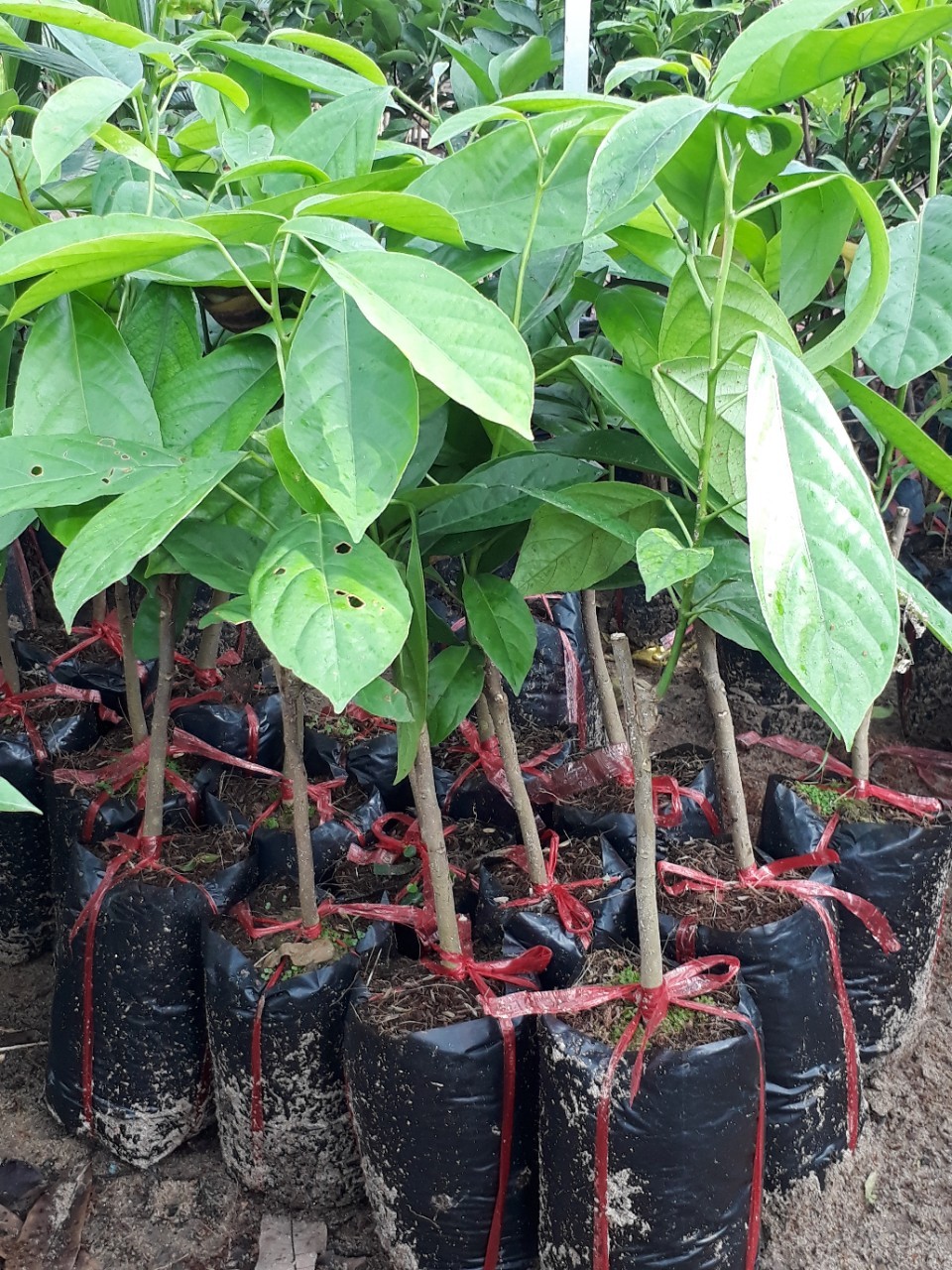 Cây dâu da xanh giống chuẩn