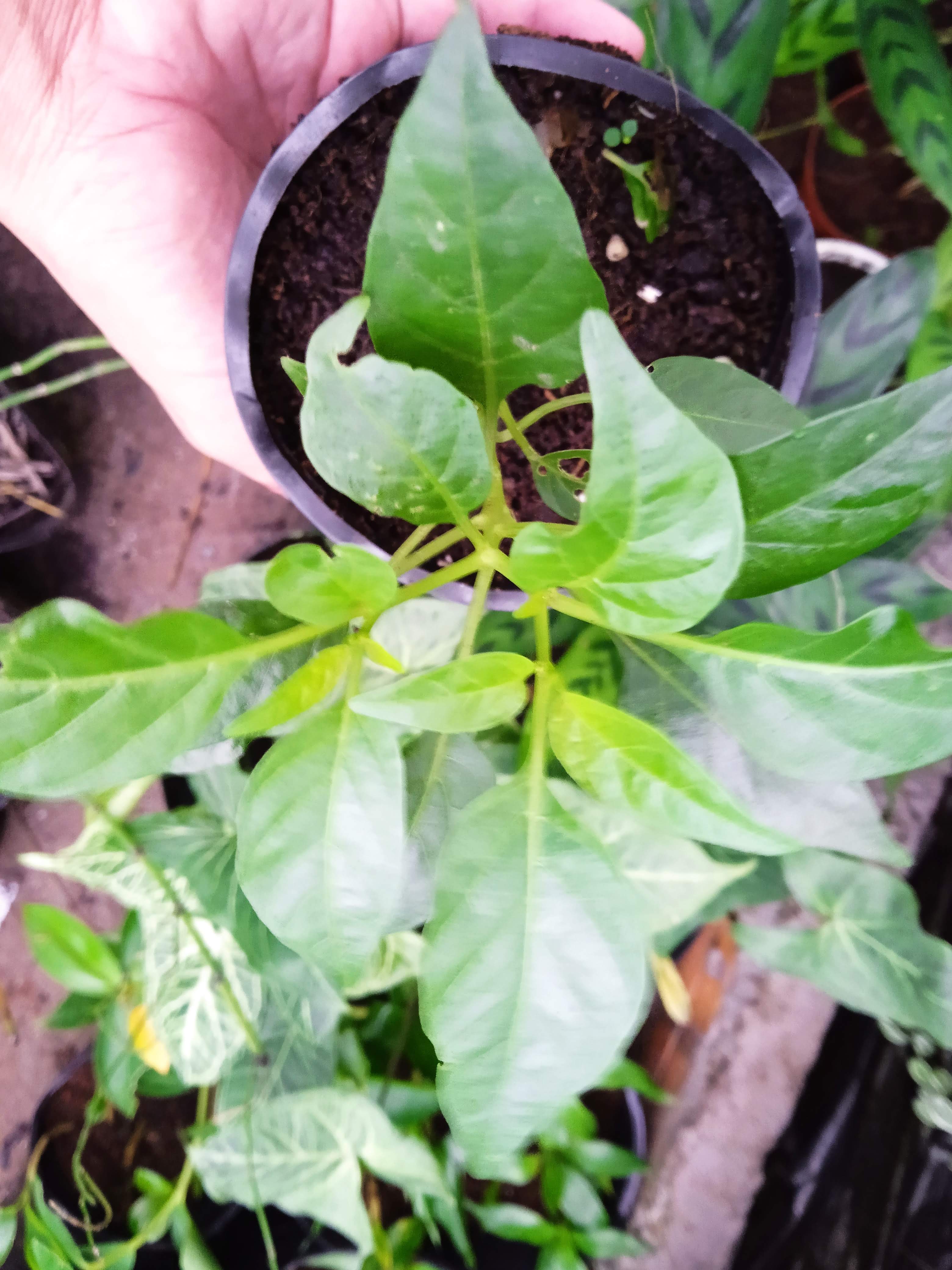 Cây Ớt ngũ sắc