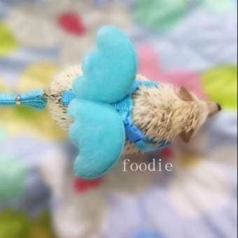 Bộ Yếm Đeo Cánh Thiên Thần Kèm Dây Dắt Cho Thỏ, Bọ, Nhím, Chó, Mèo, Sóc Bắc Mỹ...