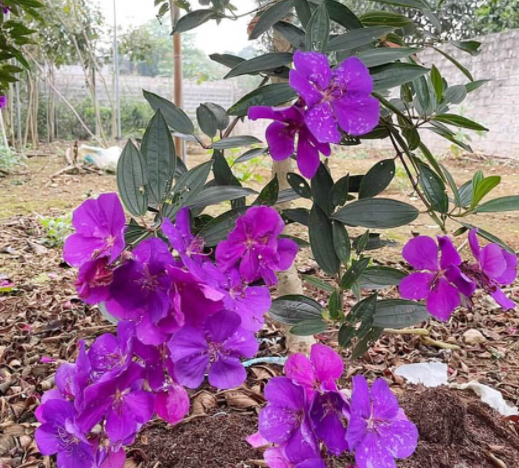 Cây giống hoa Mua Úc (Sim Úc) giao cây khỏe, cứng cáp