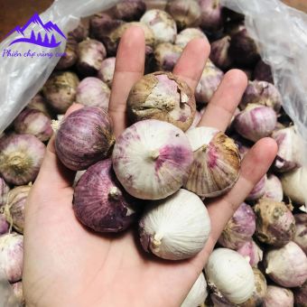 Tỏi cô đơn Phù Yên - Sơn La loại 1. Đặc sản tỏi cô đơn, tỏi 1 nhánh làm tỏi đen lý sơn, phan rang, hải dương, sơn la