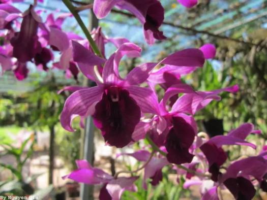 denro nắng lưỡi bò tím cây giống to khỏe