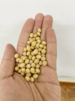 ĐẬU NÀNH HỮU CƠ THUẦN CHỦNG HẠT TO VÀ ĐẸP ( ĐẬU TƯƠNG, ĐỖ TƯƠNG)