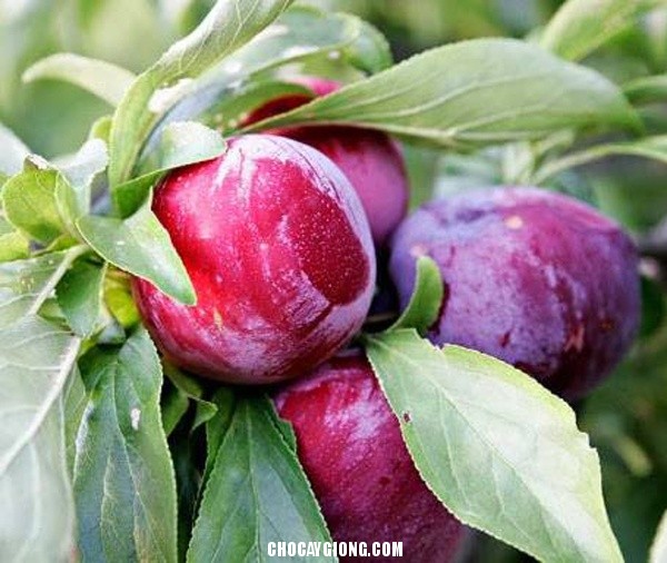 Cây mận hậu sơn la