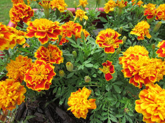 Gói 100 hạt cúc vạn thọ