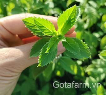 Trà Bạc Hà sấy lạnh Gotafarm 25g - 100% từ lá Bạc Hà tặng thêm gói Cỏ Ngọt