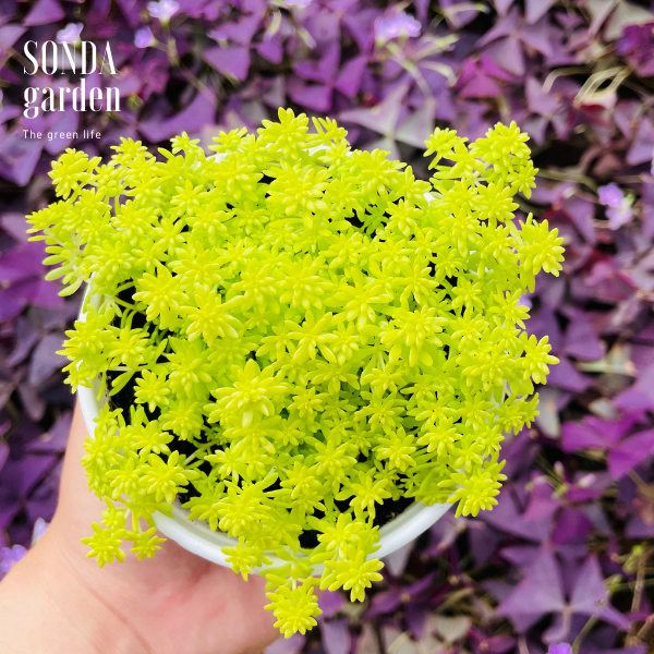 Sen đá sedum vàng size trung bình siêu khỏe đẹp lỗi 1 đổi 1