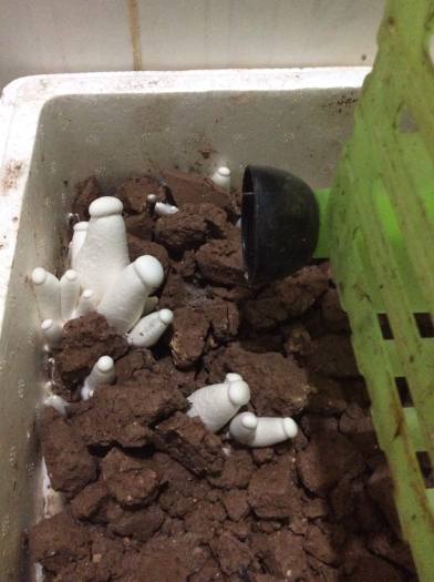 phôi nấm hoàng đế