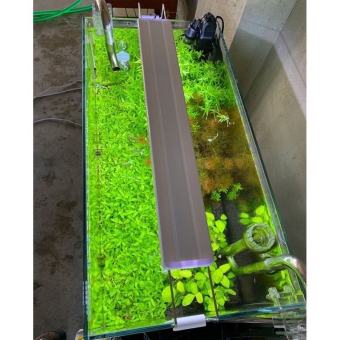 Đèn Led XML 20cm/30cm/40cm/50cm/60cm/80cm Cho Bể Thủy Sinh