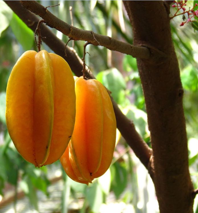 Hạt giống cây khế ngọt - Gói 5 hạt